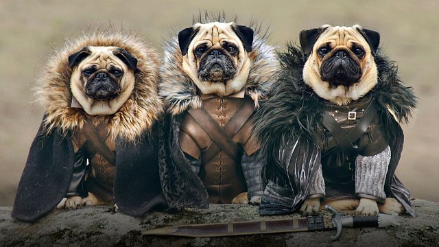 Tierno Pug aparece en el episodio 3 de 'House of the Dragon' y los fans enloquecen noticias imagen