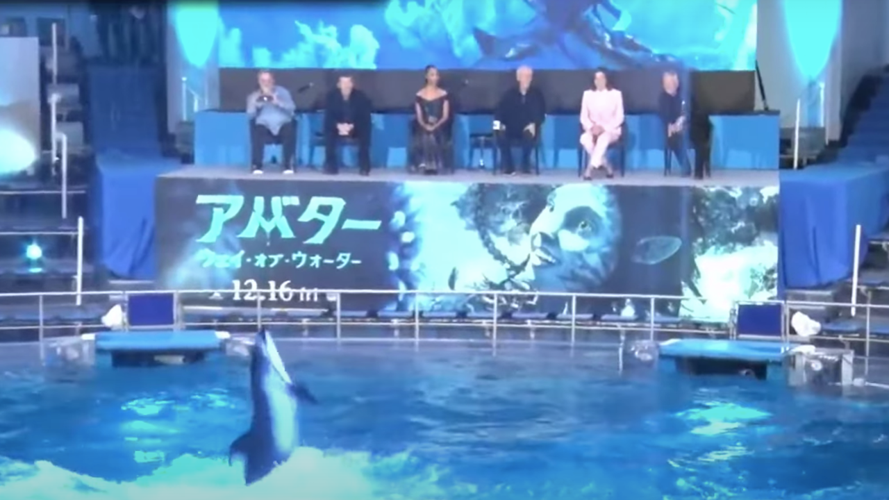 El show de delfines para promocionar la nueva cinta de James Cameron.