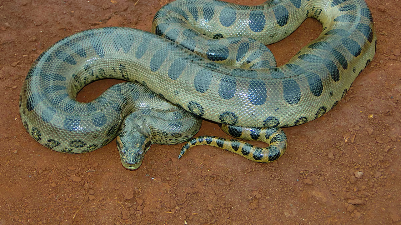 Anaconda verde
