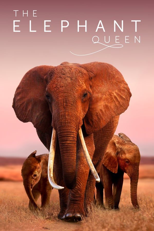 The Elephant Queen - Documental 2019.mx