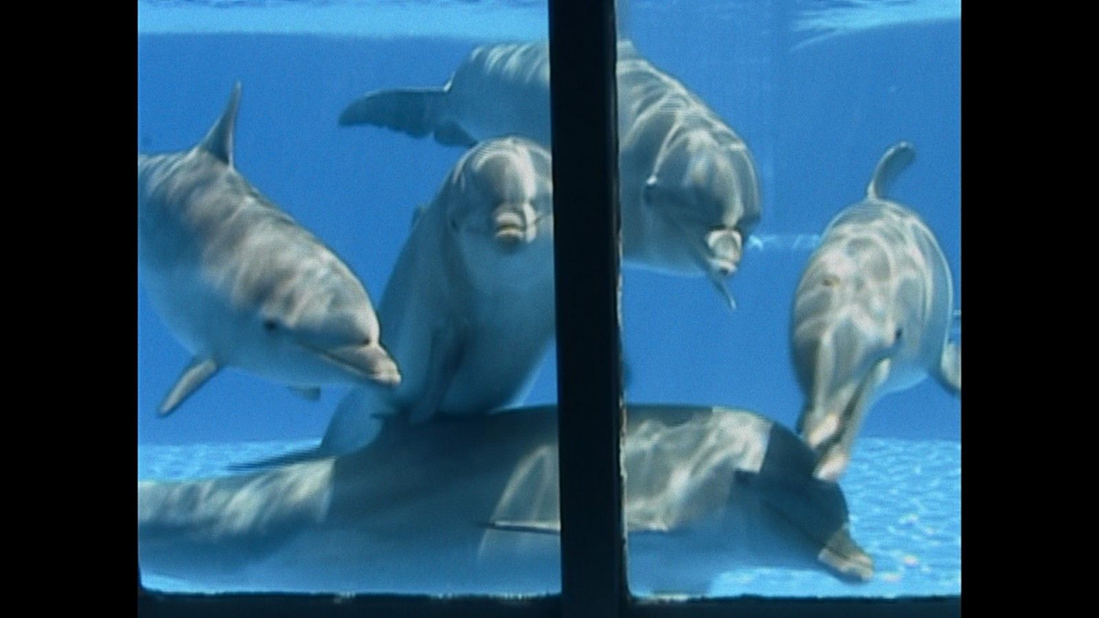 Foto de la película ¿Qué le paso al rey de los delfines? - Foto 3 por ...