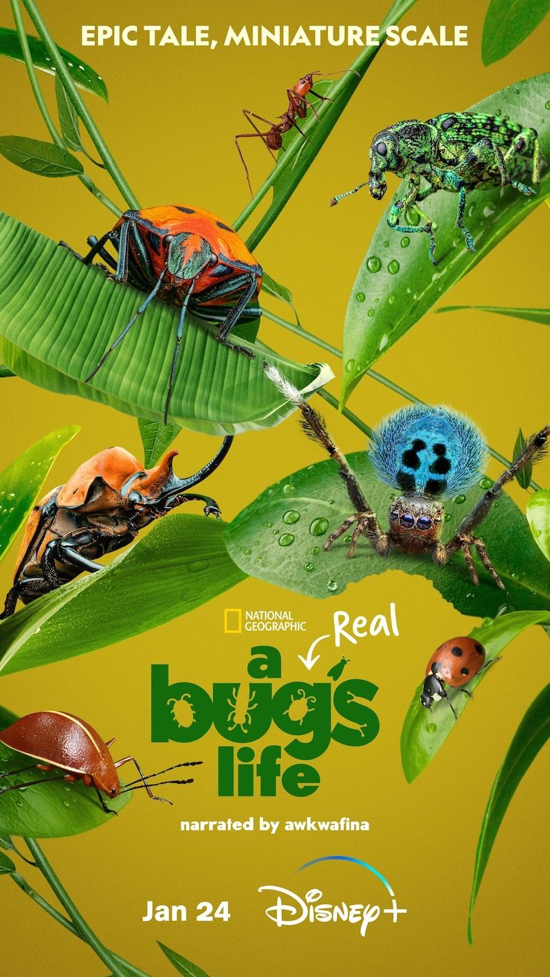 A Real Bug s Life Serie 2024 SensaCine mx a-real-bug-s-life-serie-2024-sensacine-mx