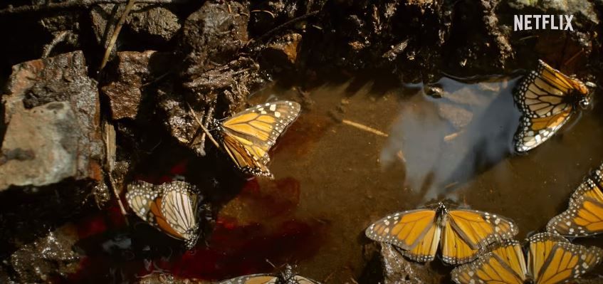 El guardián de las monarcas : Foto