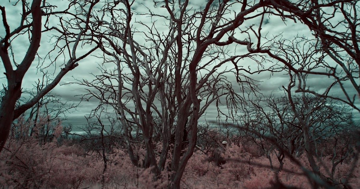 El crepúsculo de las especies : Foto