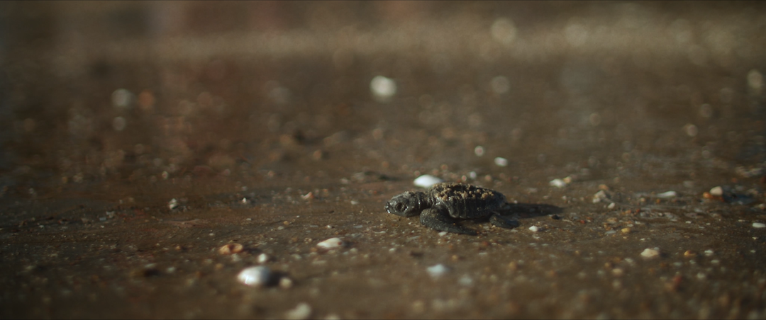 El llanto de las tortugas : Foto