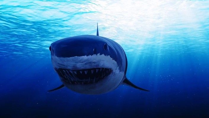 Camp Blood: Clown Shark : Foto