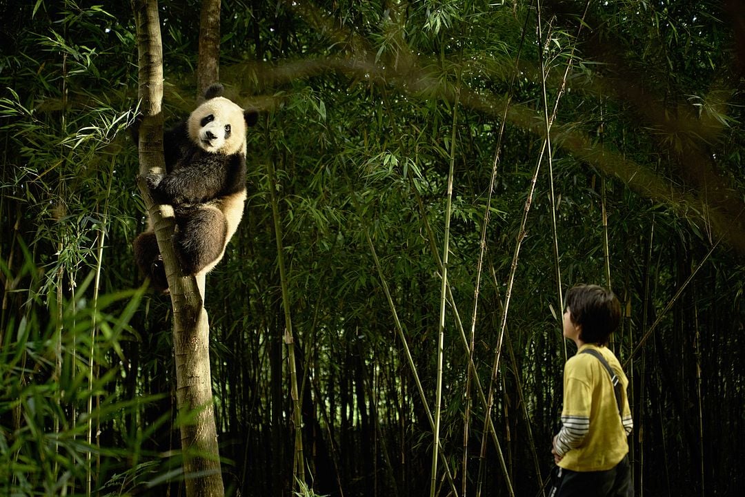 Moon, Mi Amigo El Panda : Foto Moon the Panda