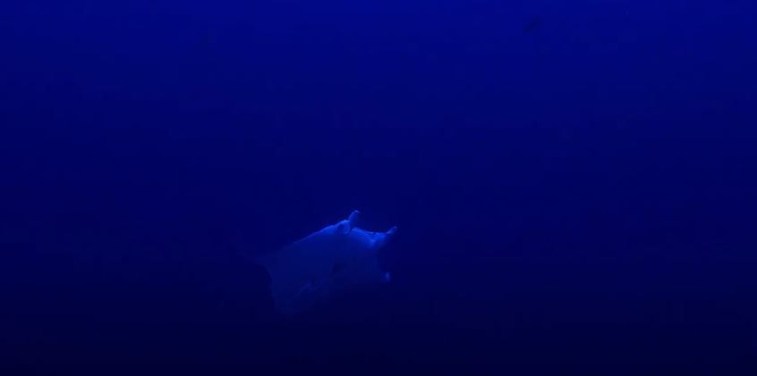 Deep Hope, le dernier refuge : Foto