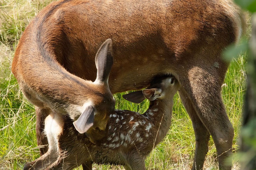 Bambi: Una Aventura En El Bosque : Foto