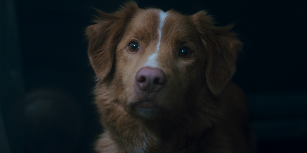 Good Boy: Confía en su instinto : Foto Indy (II) 