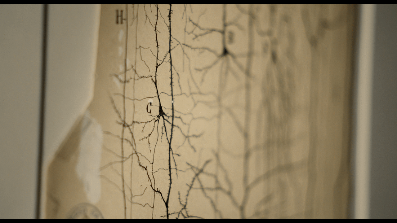 Ramón y Cajal: Dibujos en la retina : Foto