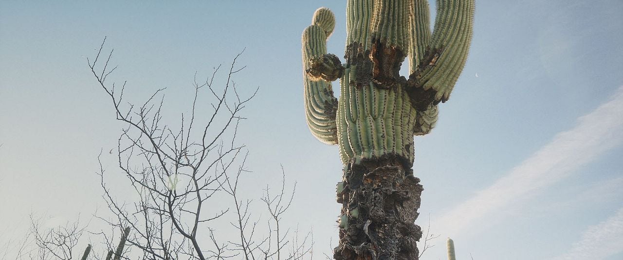 ¿A Dónde Vamos, Coyote? : Foto