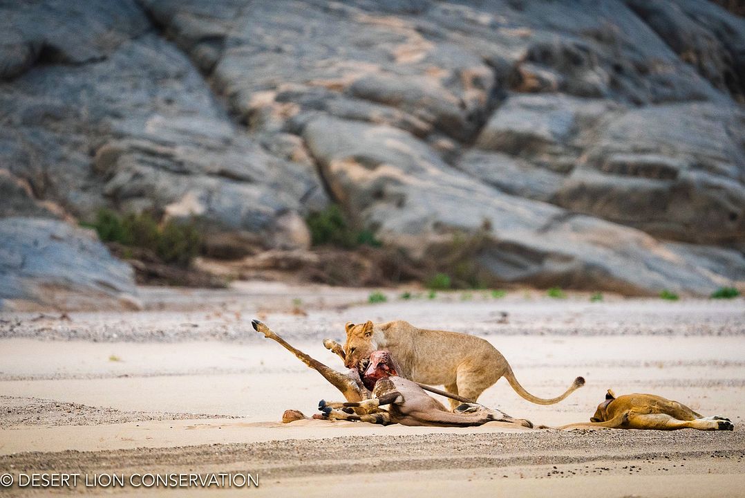 Lions of the Skeleton Coast : Foto