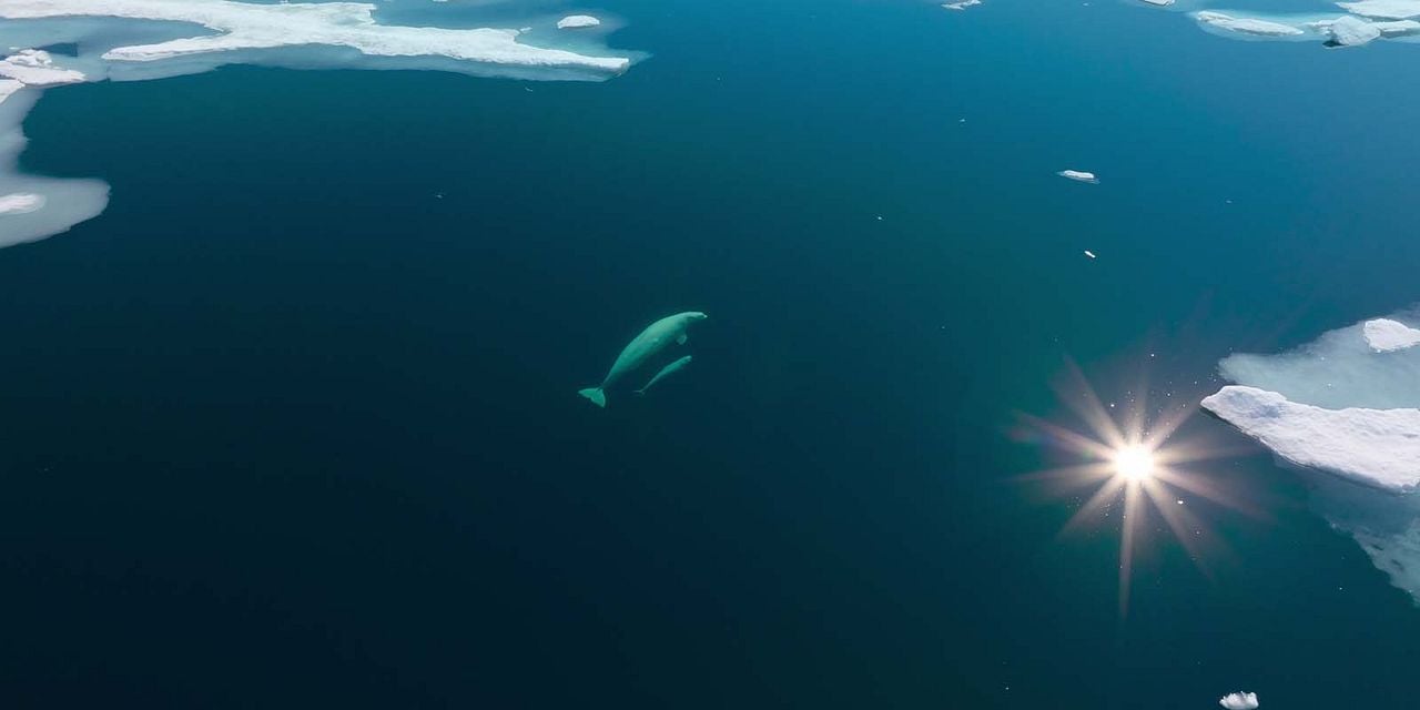 Nuestros océanos : Foto