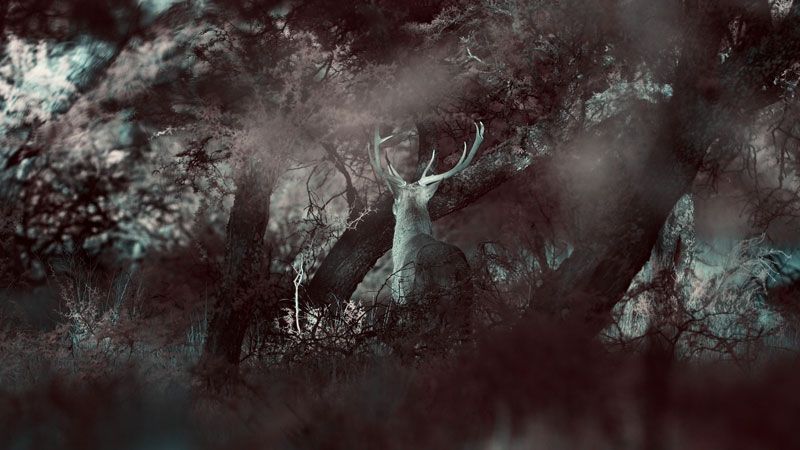 El crepúsculo de las especies : Foto