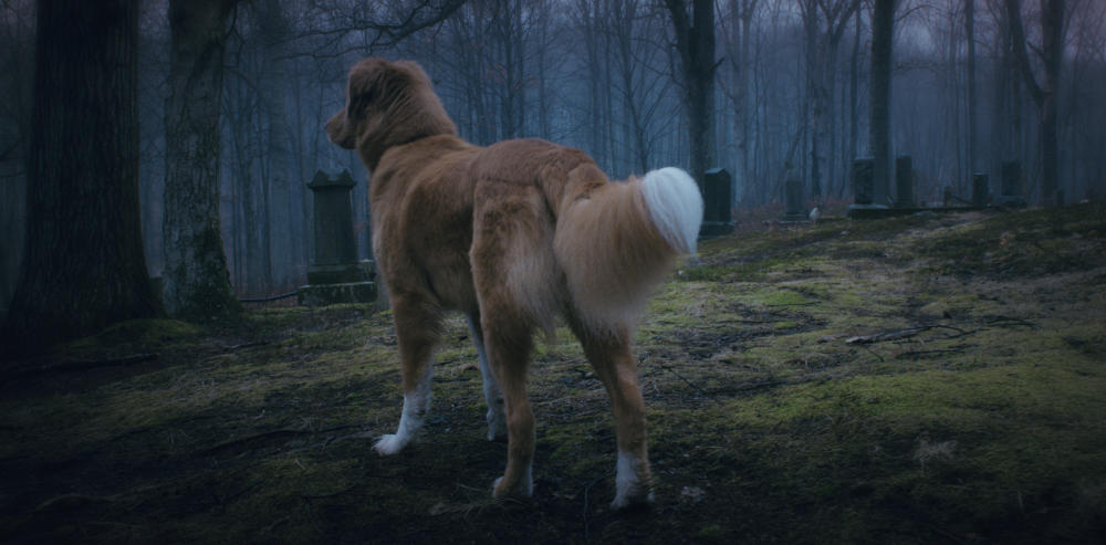 Good Boy: Confía en su instinto : Foto Indy (II) 