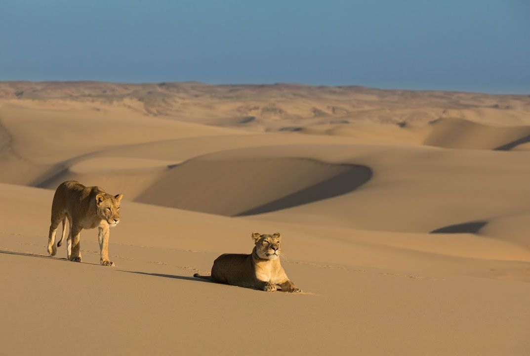 Lions of the Skeleton Coast : Foto