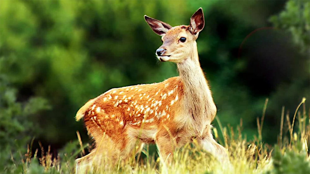 Bambi: Una Aventura En El Bosque : Foto