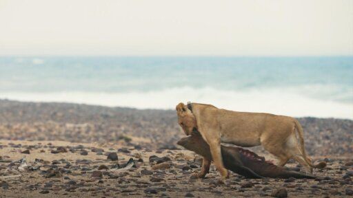 Lions of the Skeleton Coast : Foto