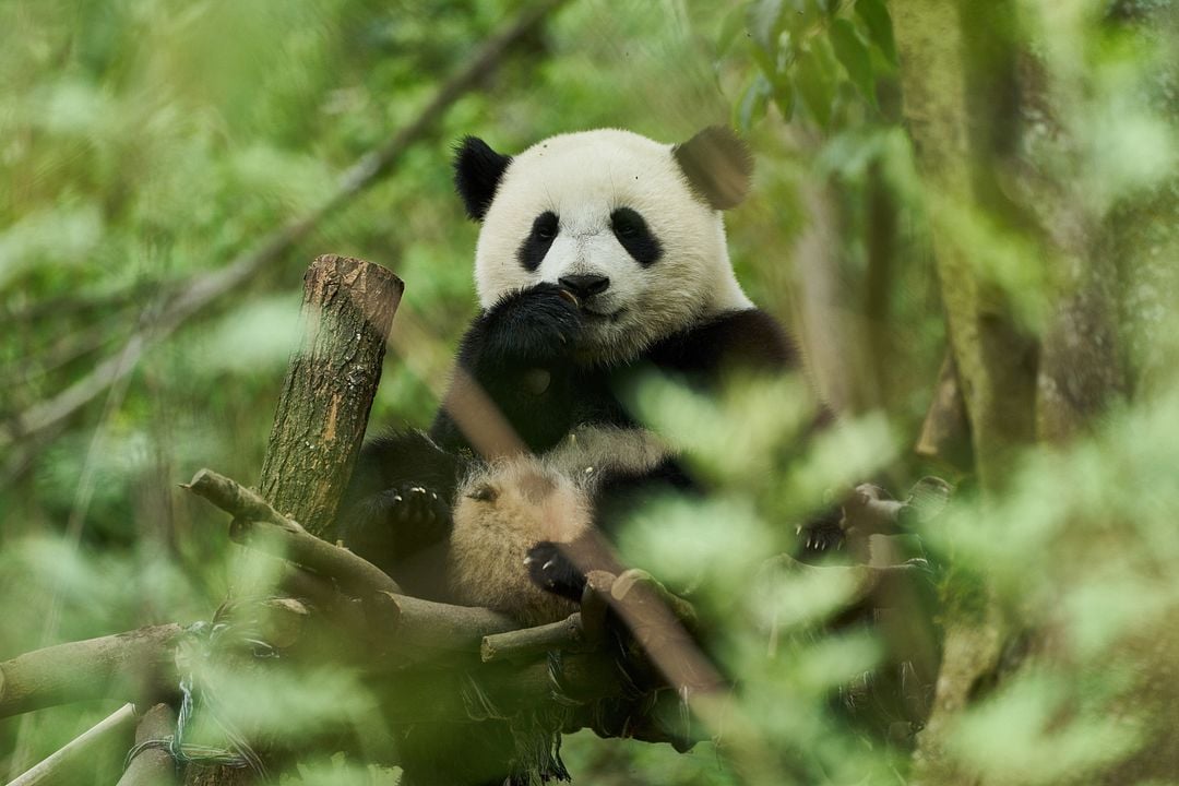 Moon, Mi Amigo El Panda : Foto Moon the Panda