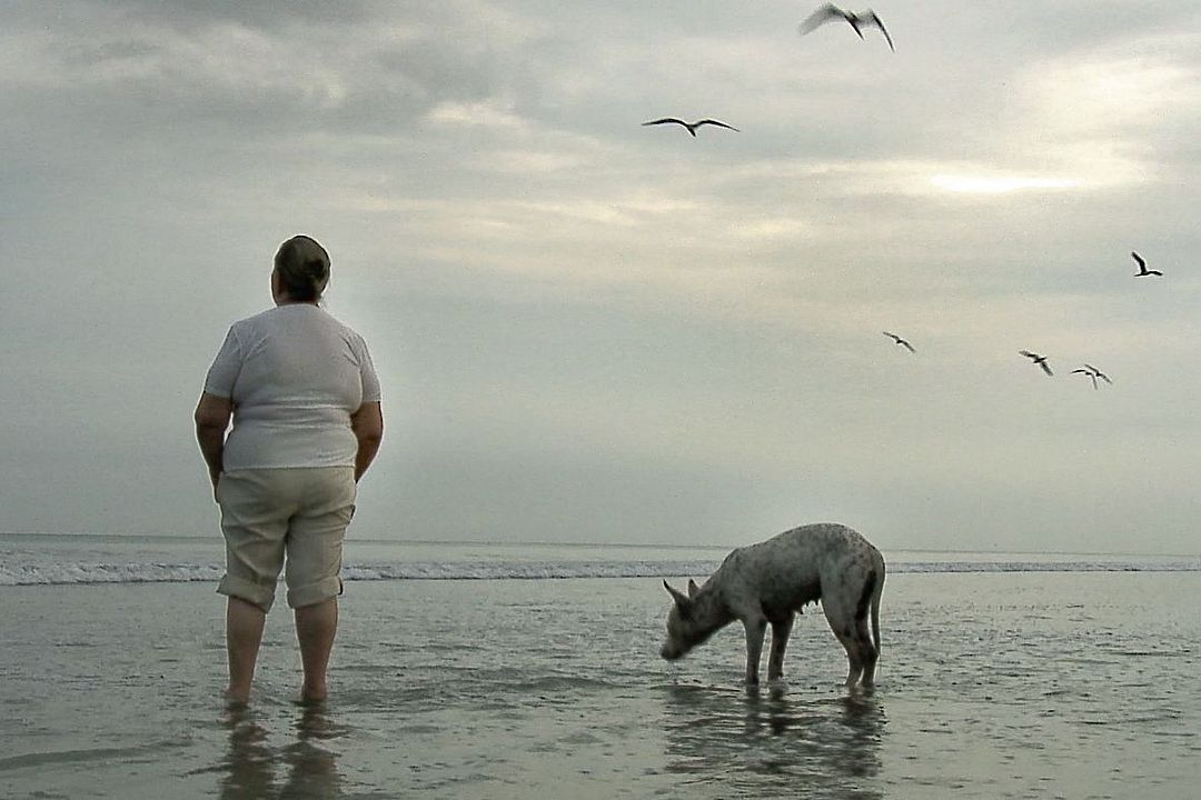 Silencio en la Tierra de los Sueños : Foto