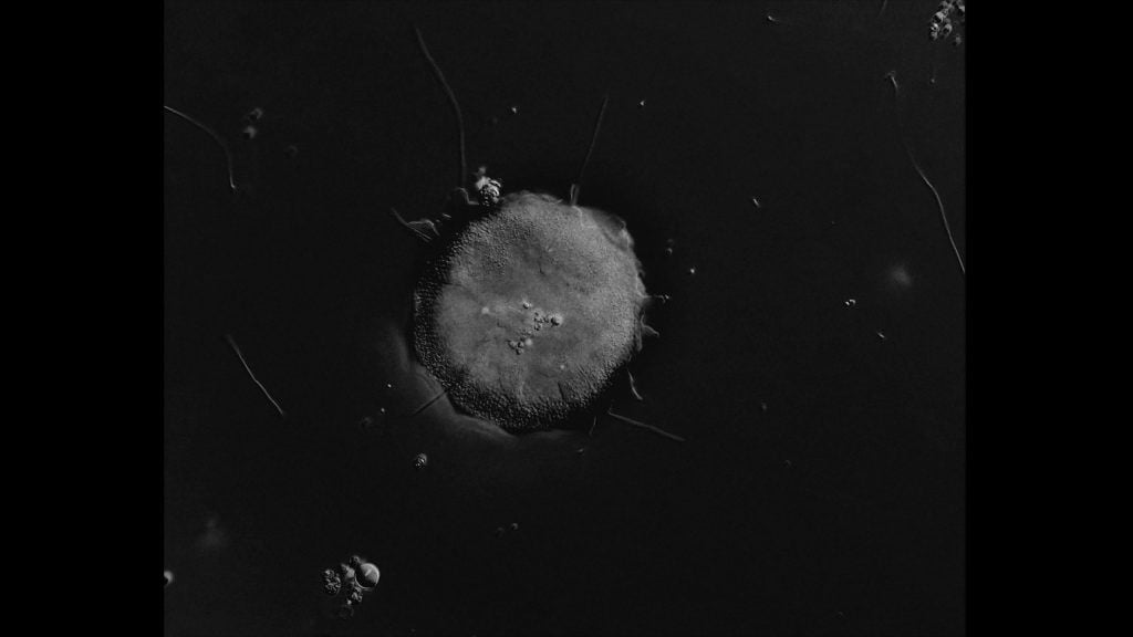 Como todo mortal : Foto