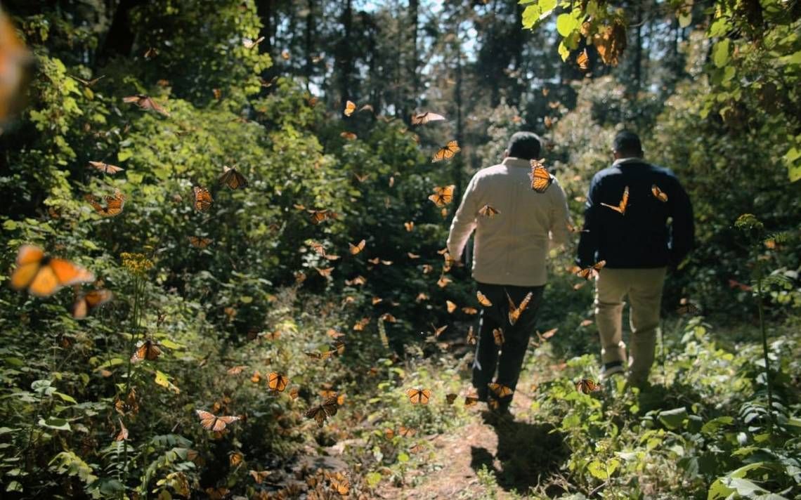 El guardián de las monarcas : Foto