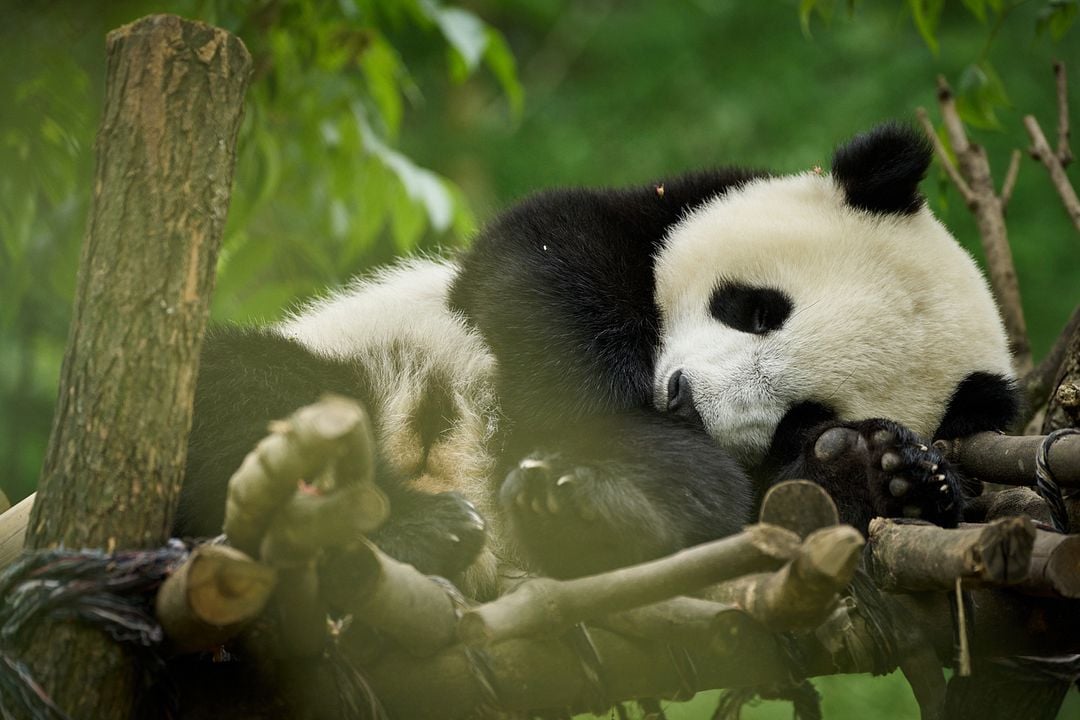 Moon, Mi Amigo El Panda : Foto Moon the Panda