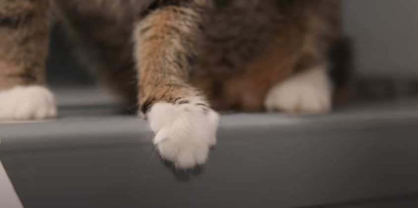 American Cats: The Good, The Bad & The Cuddly : Foto