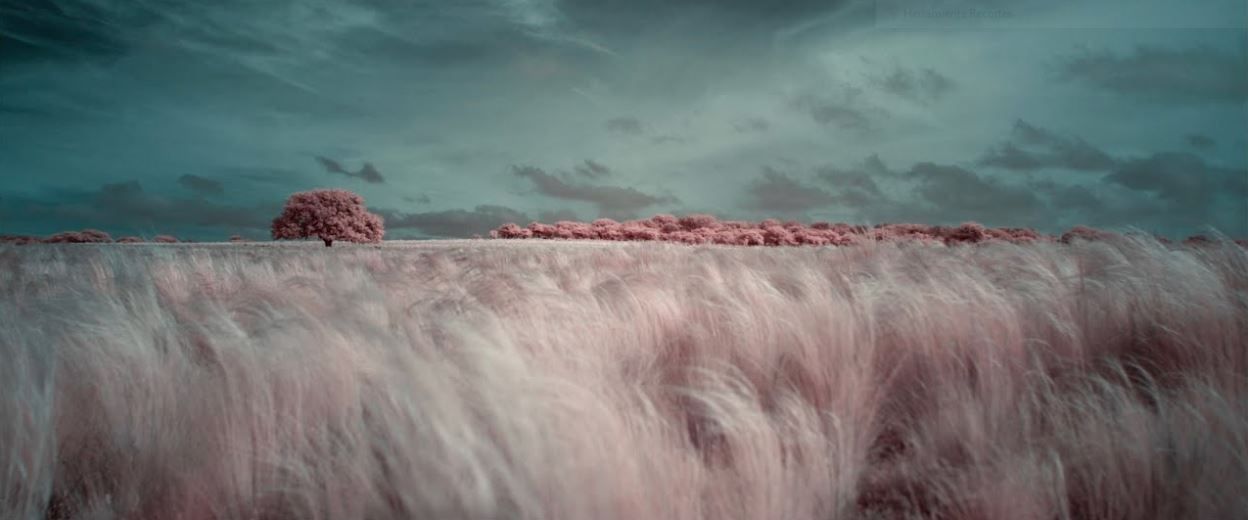 El crepúsculo de las especies : Foto