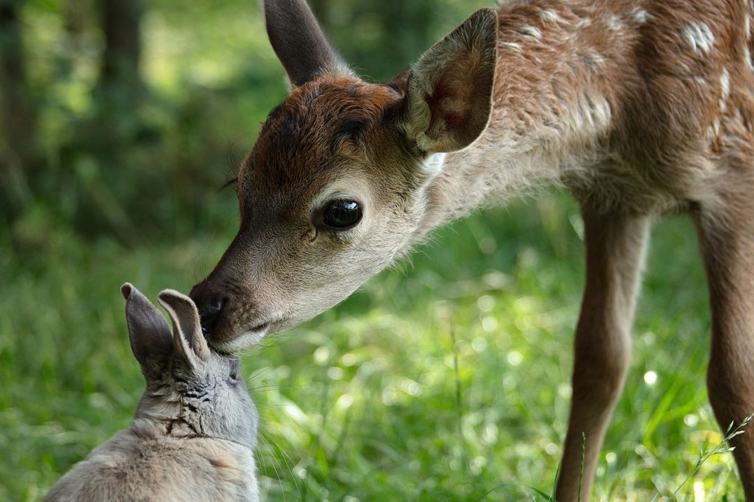 Bambi: Una Aventura En El Bosque : Foto