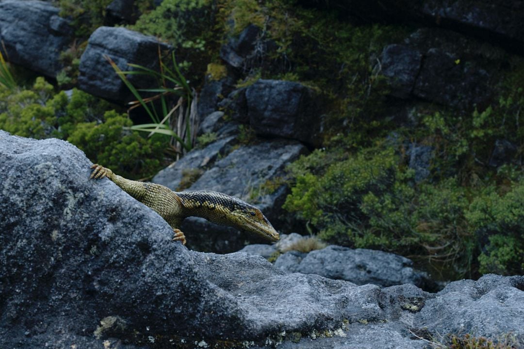 Dinosaurios de la Antártida : Foto