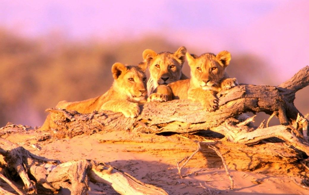 Lions of the Skeleton Coast : Foto