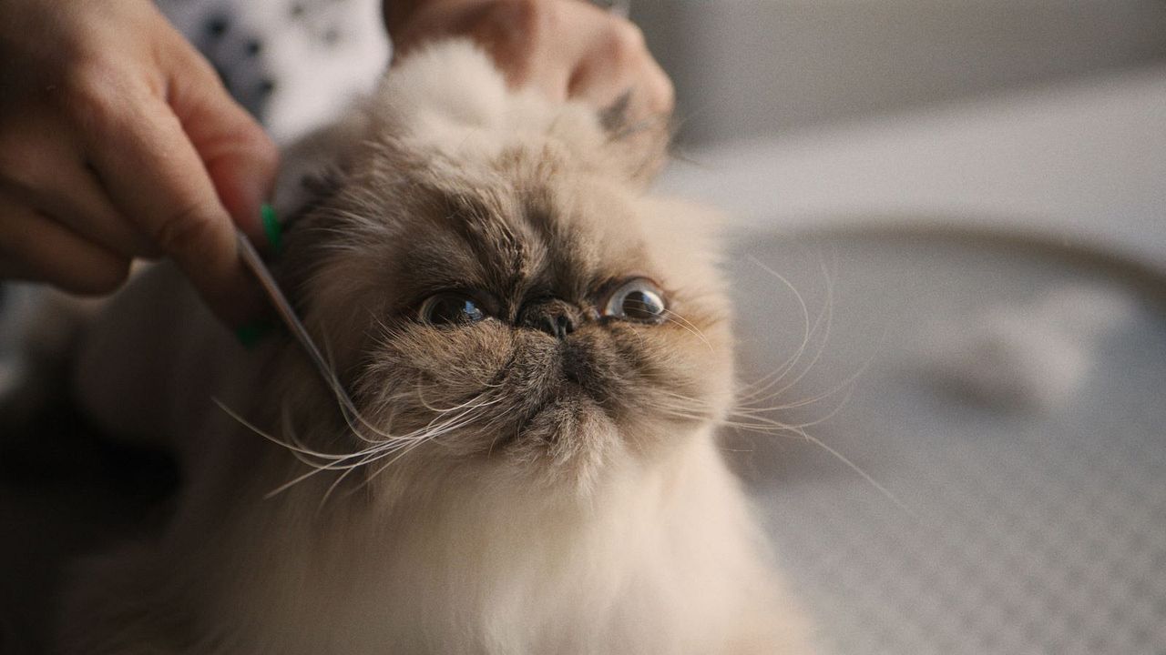 American Cats: The Good, The Bad & The Cuddly : Foto