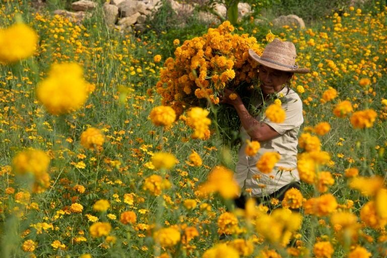 Hilando sones : Foto