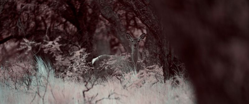 El crepúsculo de las especies : Foto