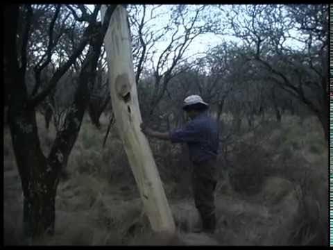 Regreso a Fortín Olmos : Foto