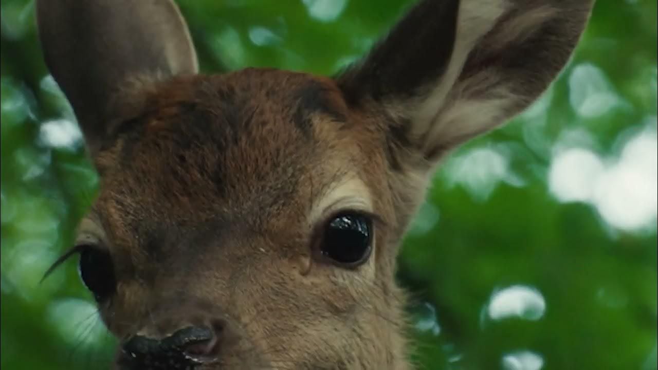 Bambi: Una Aventura En El Bosque : Foto