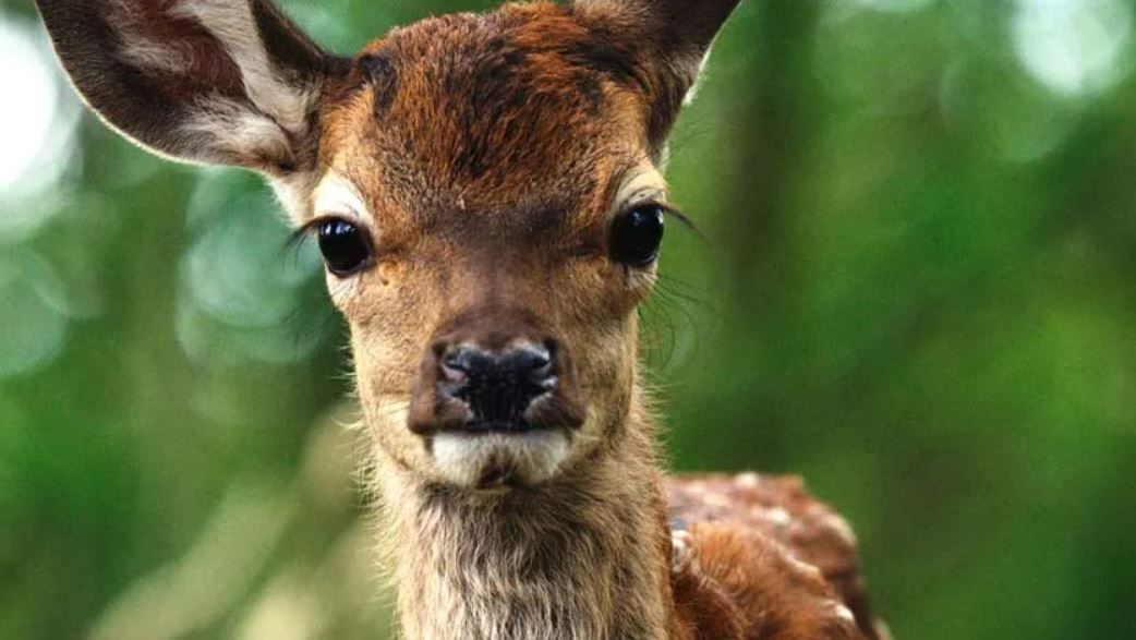 Bambi: Una Aventura En El Bosque : Foto