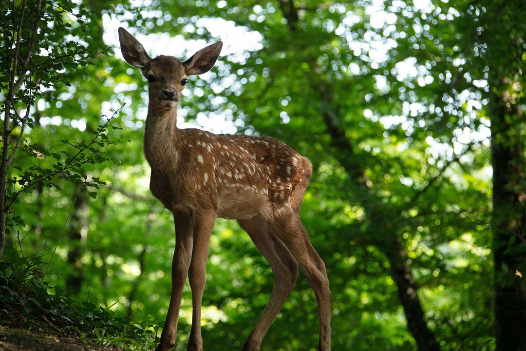 Bambi: Una Aventura En El Bosque : Foto