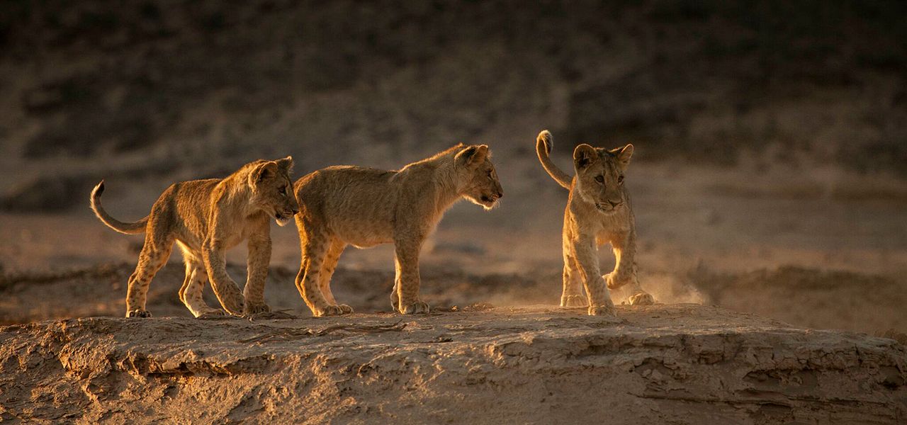 Lions of the Skeleton Coast : Foto