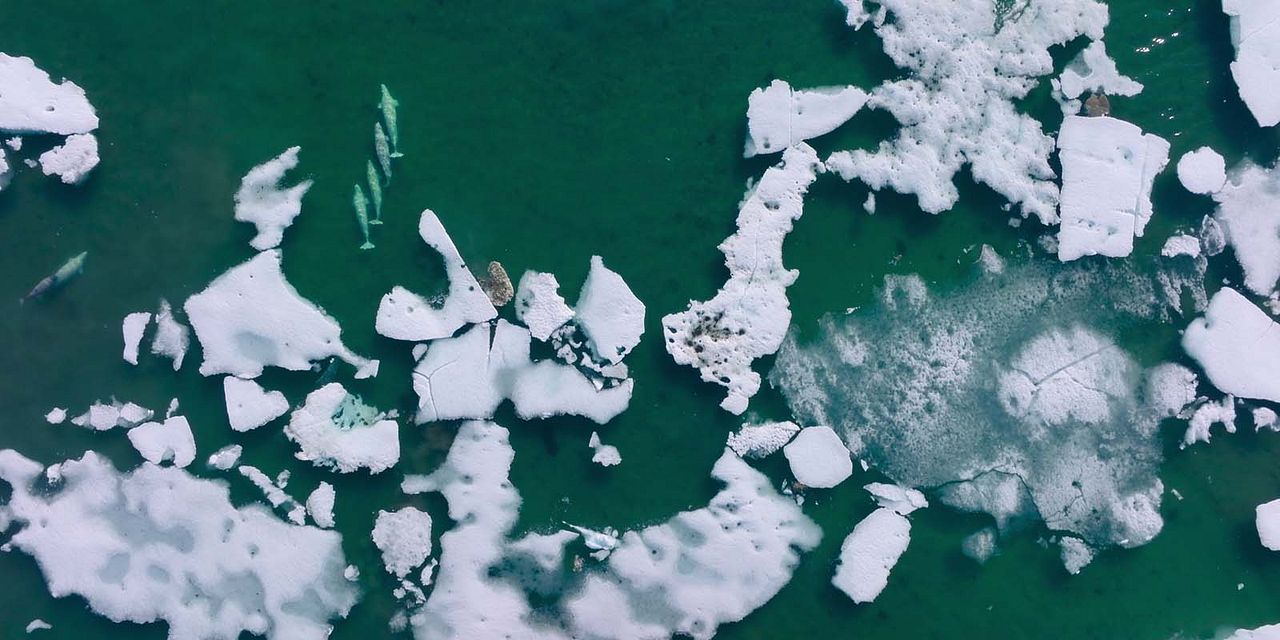 Nuestros océanos : Foto