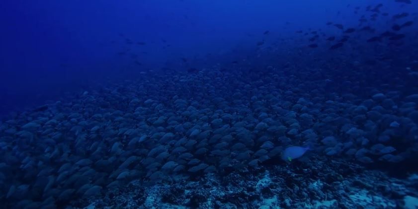 Deep Hope, le dernier refuge : Foto