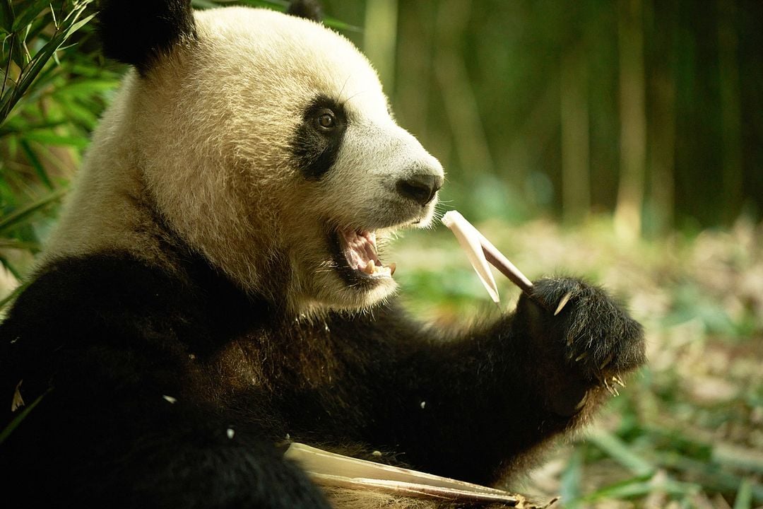 Moon, Mi Amigo El Panda : Foto Moon the Panda