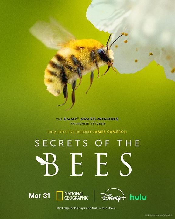 Secreto de las Abejas : Póster
