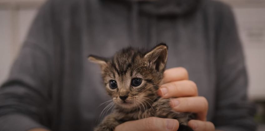 American Cats: The Good, The Bad & The Cuddly : Foto