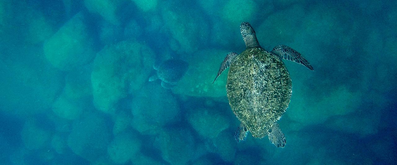 El llanto de las tortugas : Foto