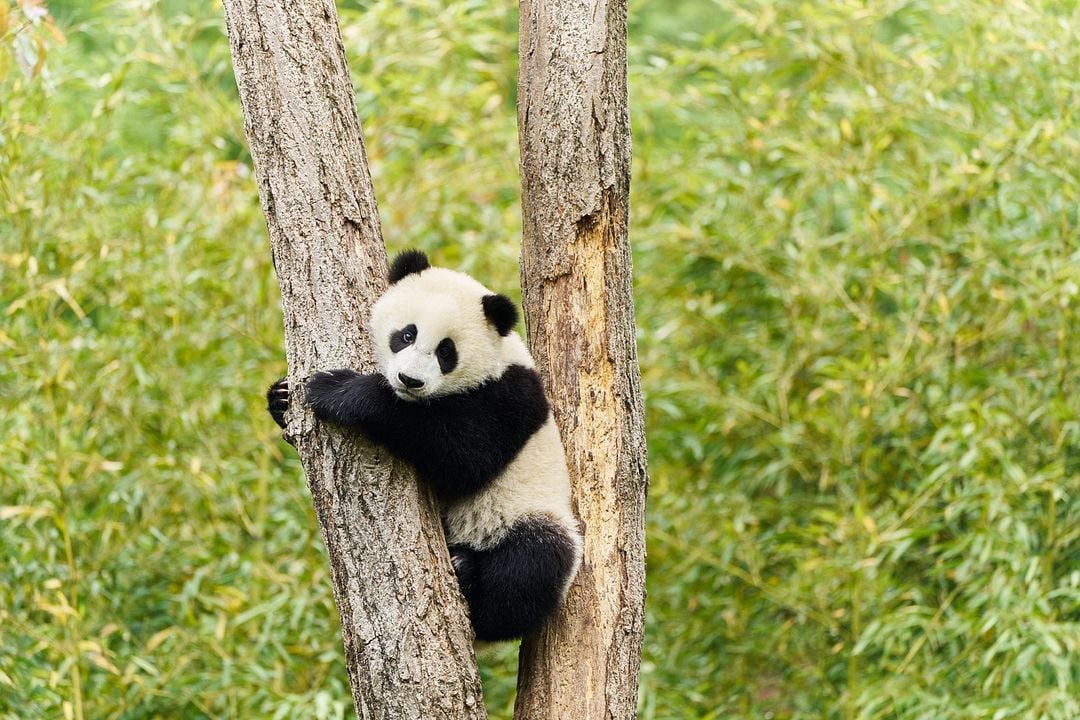 Moon, Mi Amigo El Panda : Foto Moon the Panda