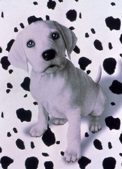 102 Dálmatas : Foto