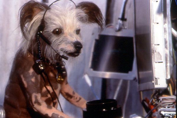 Como perros y gatos : Foto